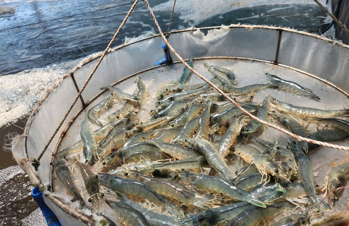 Among many aquaculture species, shrimp and pangasius have become globally recognized success stories. Photo: VAN.