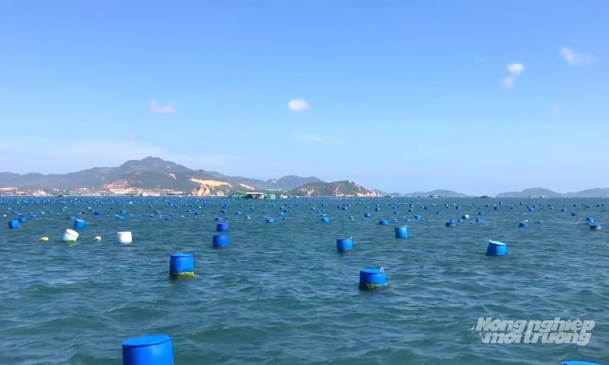 Lobster farms in the coastal waters of Khanh Hoa Province. Photo: Son Trang. Lobster farms in the coastal waters of Khanh Hoa Province. Photo: Son Trang.