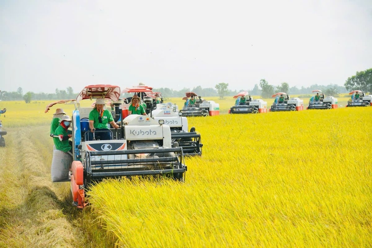 The target of exporting about 8 million tons of rice for the entire year of 2026 remains feasible. Photo: Le Hoang Vu.