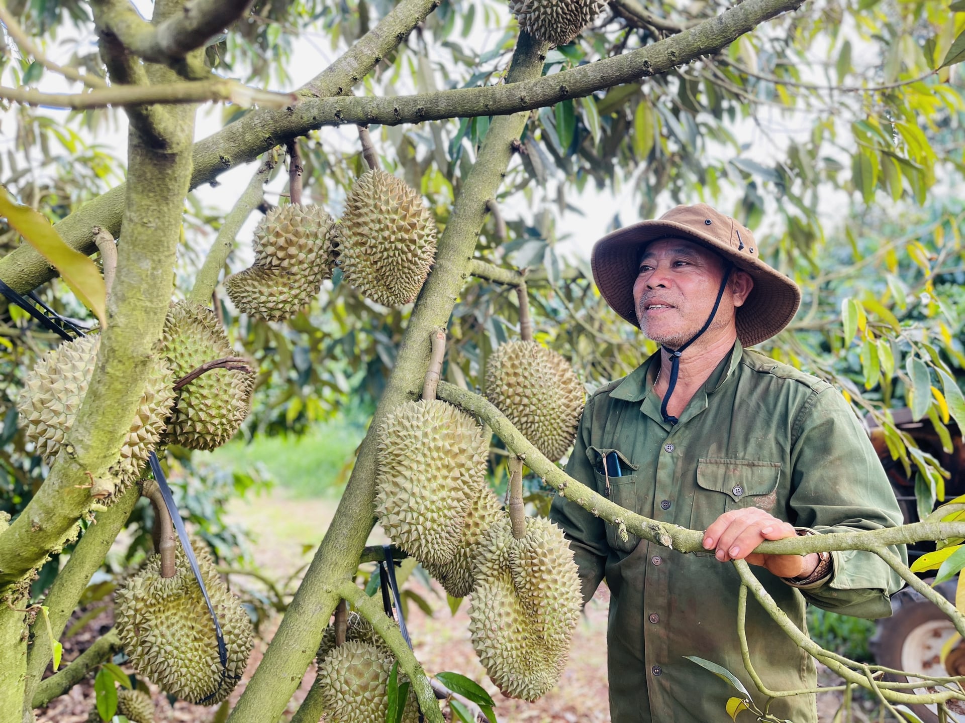 Standard-compliant durian growing areas provide the foundation for building value chain linkages, ensuring traceability, and meeting the requirements of import markets. Photo: DL.