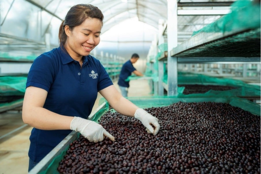 Coffee is processed and quality-checked after harvest before moving into production. Photo: Vinh Hiep. Coffee is processed and quality-checked after harvest before moving into production. Photo: Vinh Hiep.