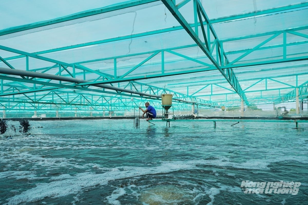 Many enterprises and cooperatives have been making strong investments in high-tech shrimp farming, such as Quyet Thang Agricultural Cooperative in Ho Chi Minh City. Photo: Nguyen Thuy. Many enterprises and cooperatives have been making strong investments in high-tech shrimp farming, such as Quyet Thang Agricultural Cooperative in Ho Chi Minh City. Photo: Nguyen Thuy.