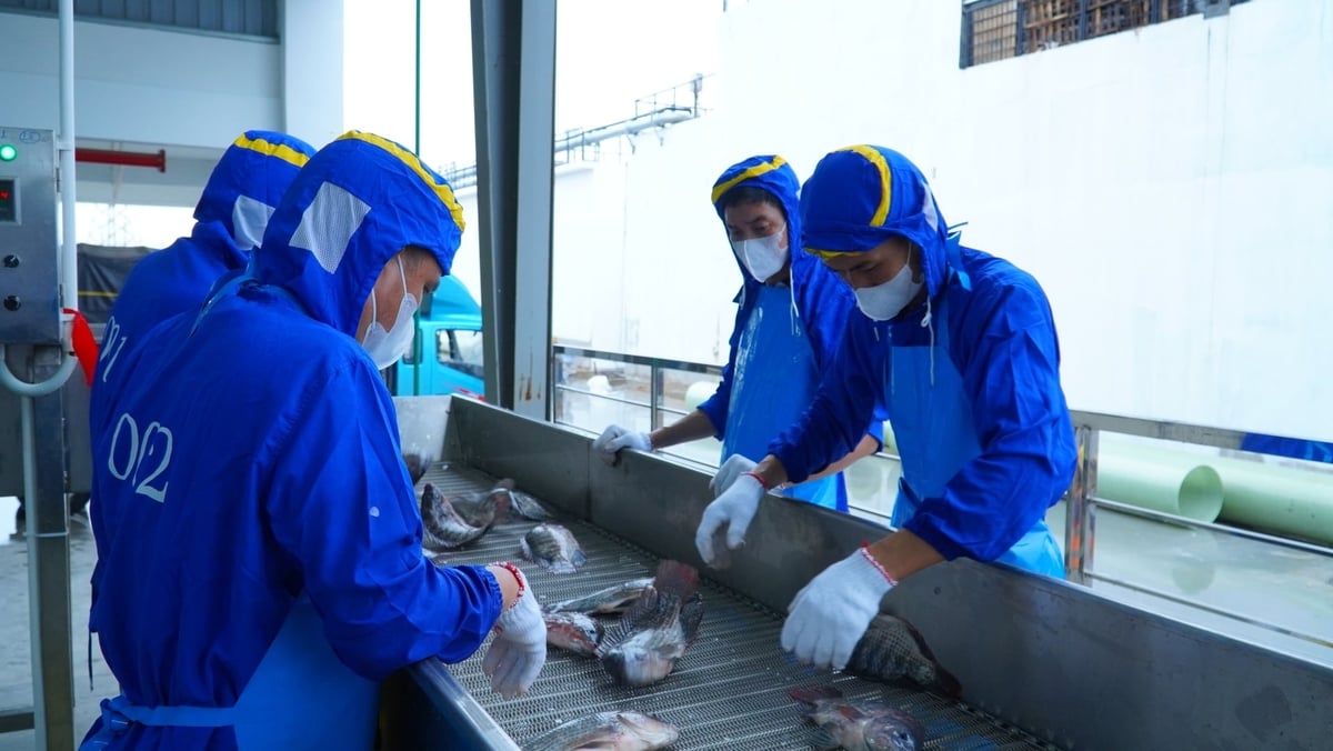 Vietnam's tilapia exports in the first 6 months of 2026 reached 69 million USD, up 67% over the same period last year. Photo: BaiYang. Vietnam's tilapia exports in the first 6 months of 2026 reached 69 million USD, up 67% over the same period last year. Photo: BaiYang.