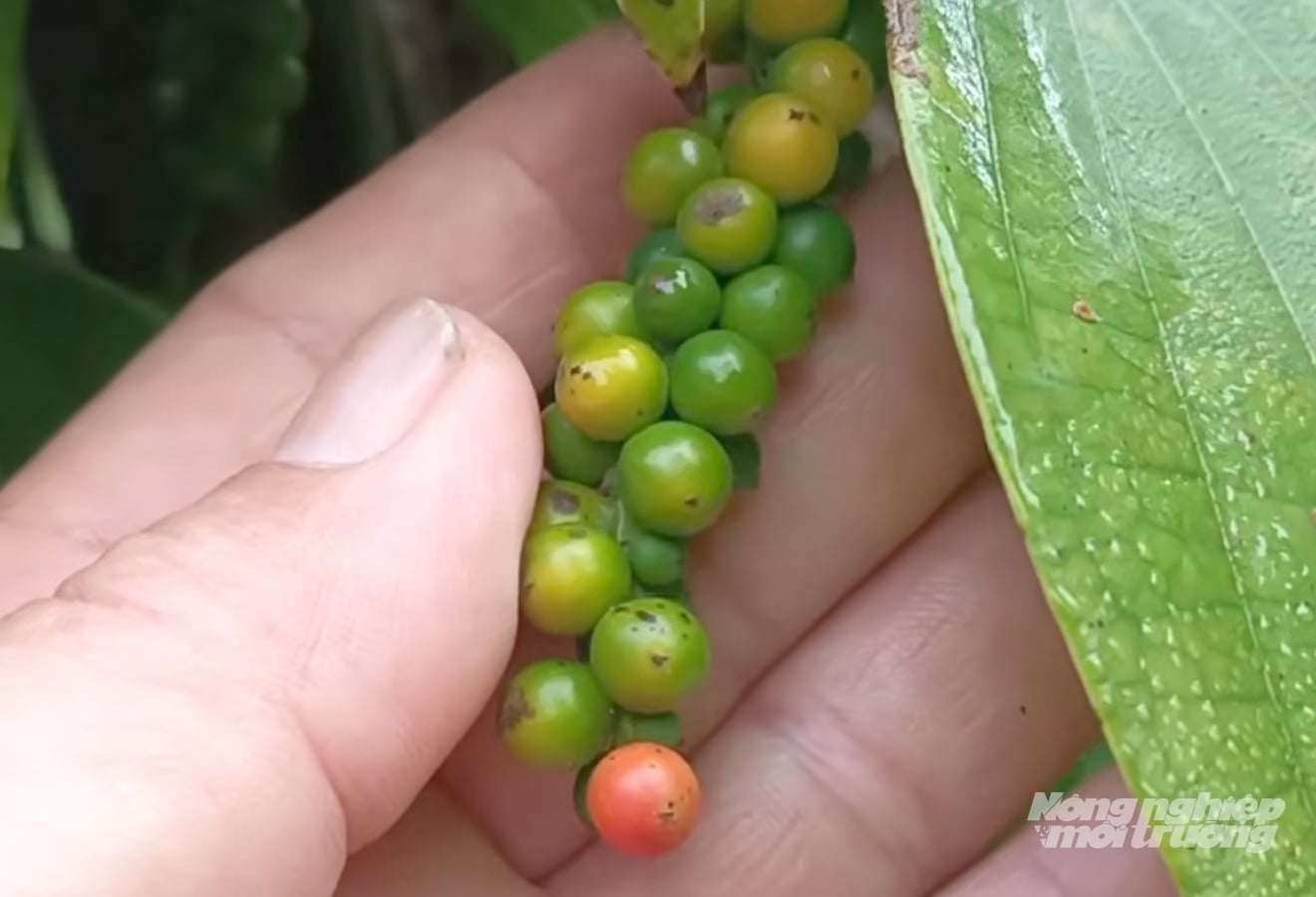 Viet Nam's pepper exports continue to post double-digit growth. Photo: Son Trang. Viet Nam's pepper exports continue to post double-digit growth. Photo: Son Trang.