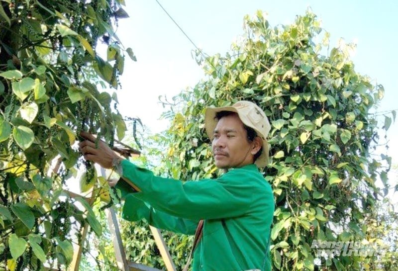 Farmers harvest pepper. Photo: Son Trang. Farmers harvest pepper. Photo: Son Trang.
