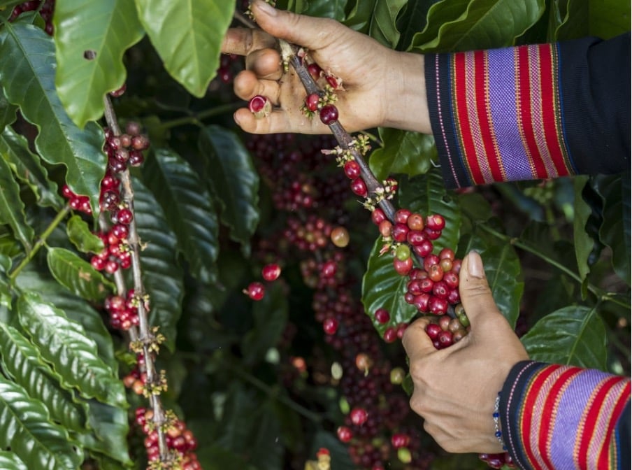 Harvesting ripe coffee cherries in a growing area, a key step in the traceability chain from farm to export product. Photo: Vinh Hiep. Harvesting ripe coffee cherries in a growing area, a key step in the traceability chain from farm to export product. Photo: Vinh Hiep.