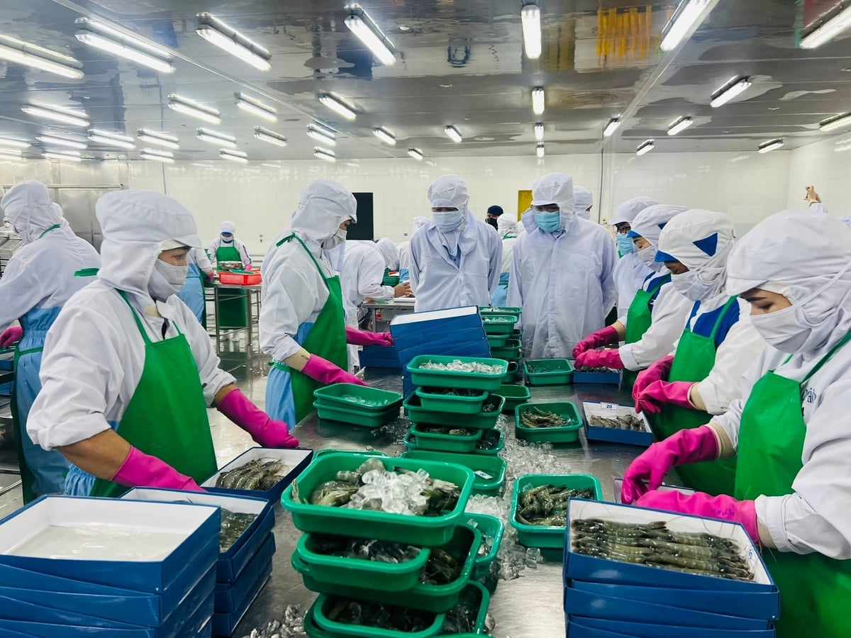 Ca Mau's seafood exports exceeded USD 1.3 billion in the first seven months of 2026. Photo: Trong Linh. Ca Mau's seafood exports exceeded USD 1.3 billion in the first seven months of 2026. Photo: Trong Linh.